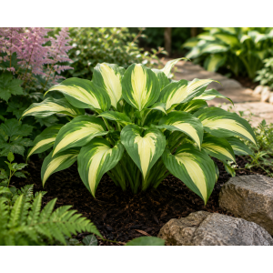 Funkia (Hosta) ‘Frances Williams’  – kont. C1,5L